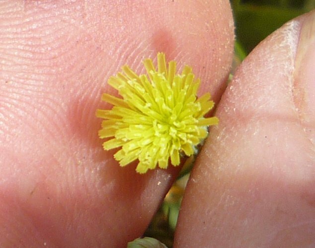 High Resolution Malacothrix clevelandii Flower